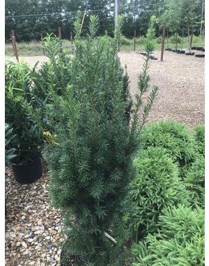 Yew, Taxus x media 'Hicksii' 7G