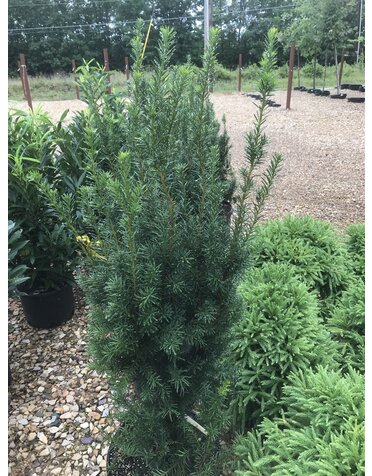 Yew, Taxus x media 'Hicksii' Hicks Yew 7G
