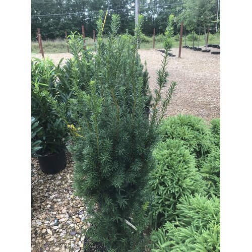Yew, Taxus x media 'Hicksii' Hicks Yew 7G