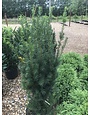 Yew, Taxus x media 'Hicksii' Hicks Yew 7G