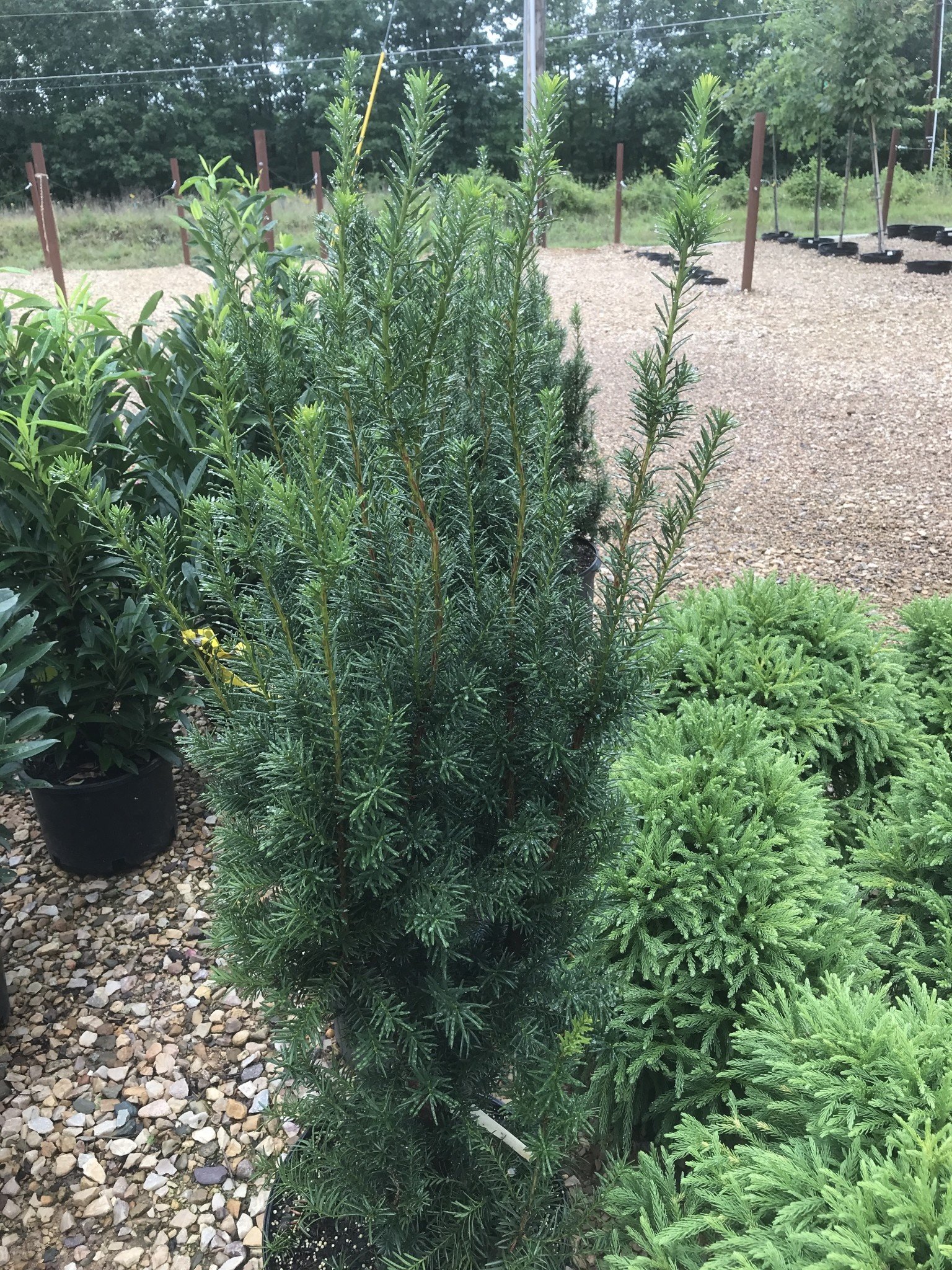 Yew, Taxus x media 'Hicksii' Hicks Yew 7G