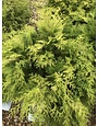 Dwarf Crippsii Golden Hinoki Cypress  5 Gallon-- Chamaecyparis obtusa 'Nana Gracilis'