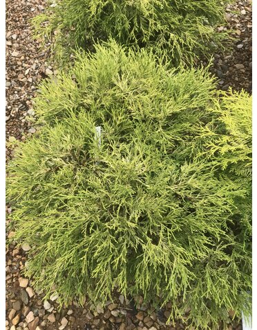 Golden Mop False Cypress #5 -- Chamaecyparis pisifera 'Golden Mop'