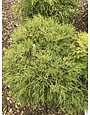 Golden Mop False Cypress #5 -- Chamaecyparis pisifera 'Golden Mop'