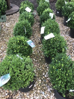 'Litte Missy' Boxwood