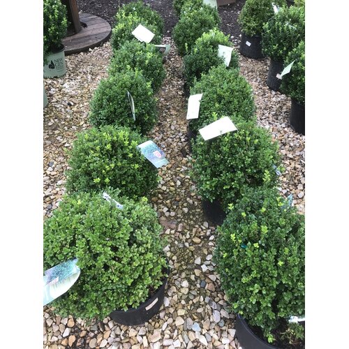 'Litte Missy' Boxwood