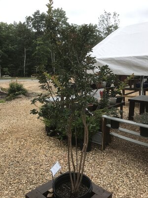 Sioux Crape Myrtle