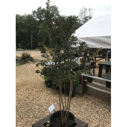 Sioux Crape Myrtle