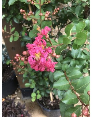 Tuscarora Crape Myrtle