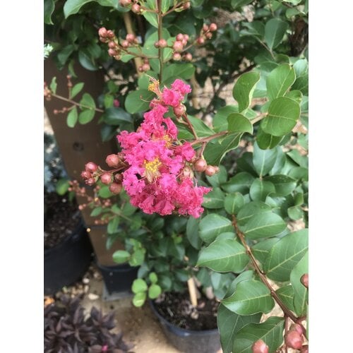 Tuscarora Crape Myrtle