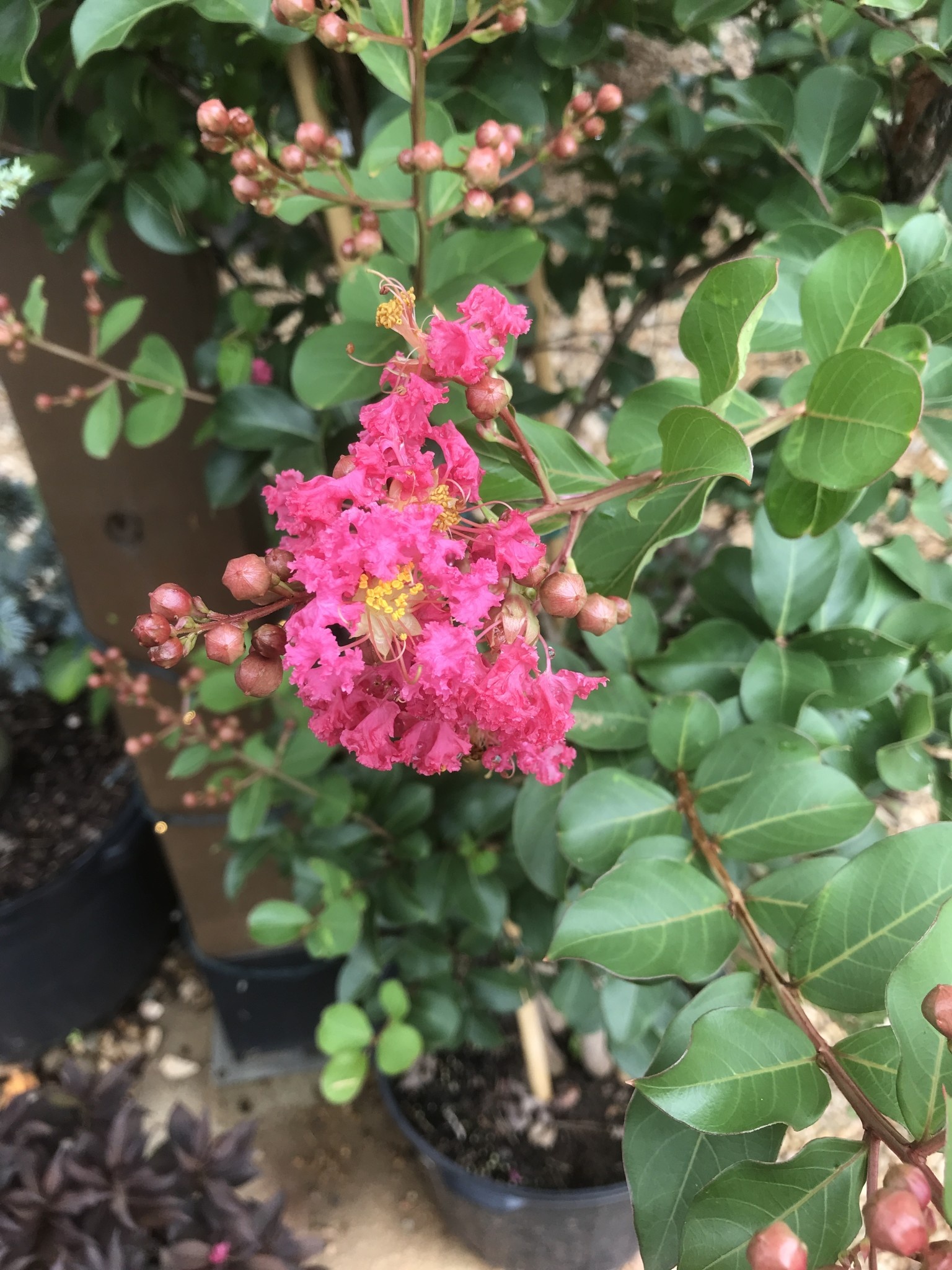 Tuscarora Crape Myrtle -- Lagerstroemia indica x fauriei 'Tuscarora'