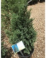 Juniperus chinensis 'Blue Point' 7G