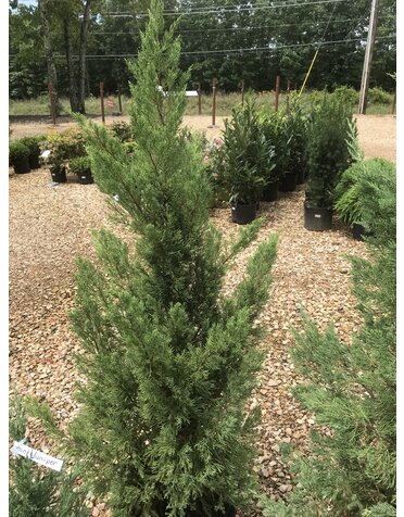 Juniperus chinensis 'Blue Point' 15G