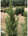Juniperus chinensis 'Blue Point' 10G