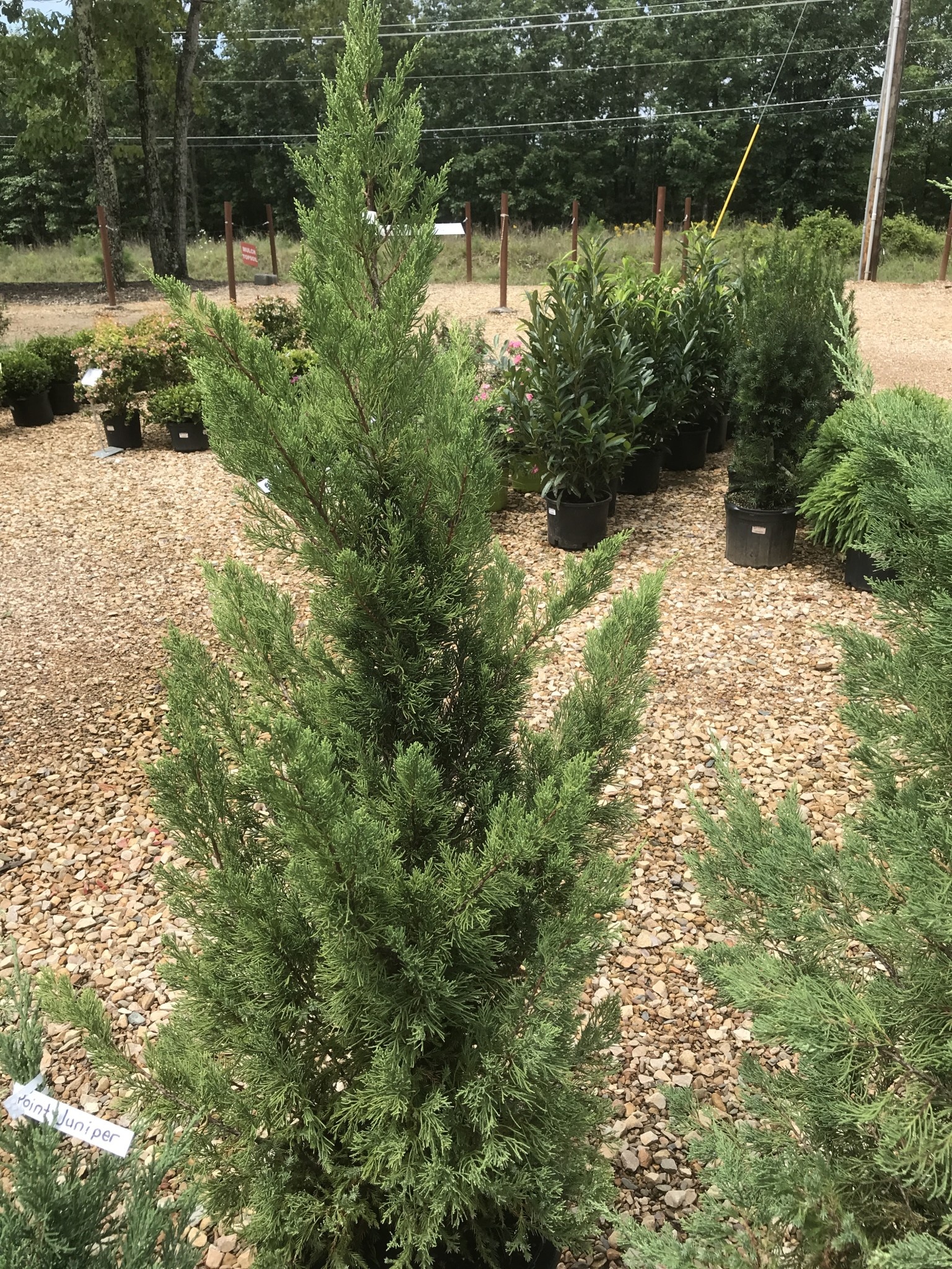 Juniperus chinensis 'Blue Point' 15G