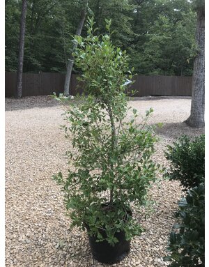 Holly, Ilex opaca 'Greenleaf' 15G