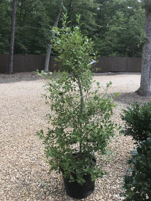 Holly, Ilex opaca 'Greenleaf' 15G