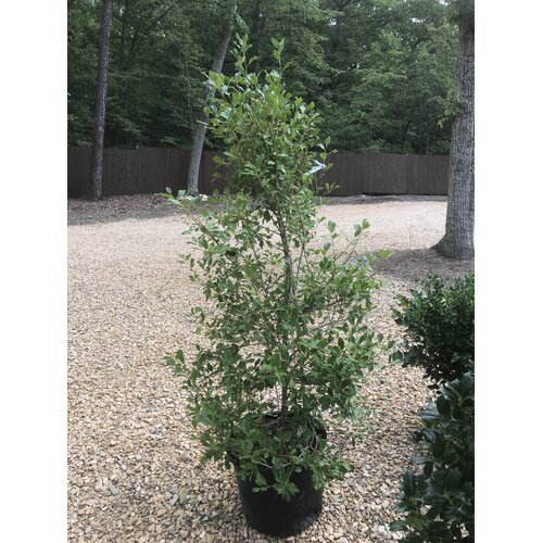 Holly, Ilex opaca 'Greenleaf' 15G