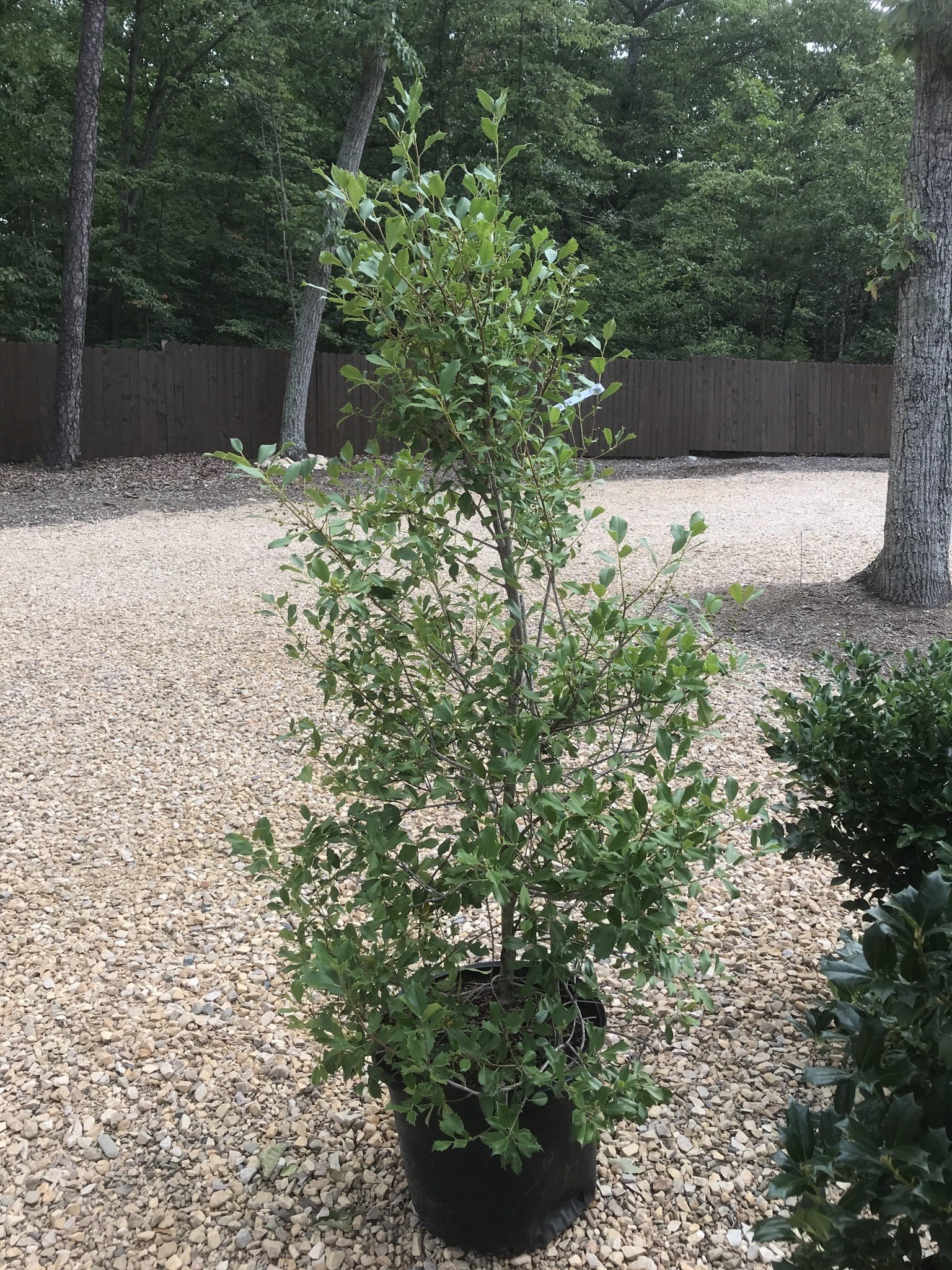 Holly, Ilex opaca 'Greenleaf' 15G