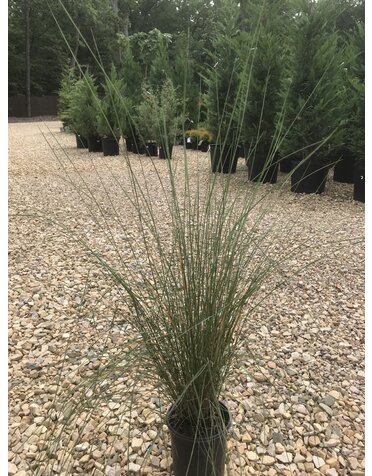 Grasses, White Cloud Muhly Grass