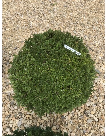 Boxwood, Buddy Boxwood, Buxus sempervirens 18x21"