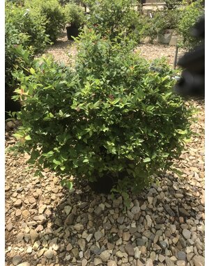 Magic Carpet Spirea