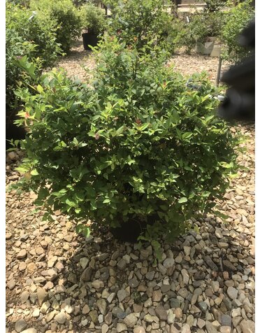 Magic Carpet Spirea