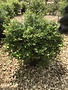 Magic Carpet Spirea