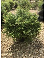 Magic Carpet Spirea