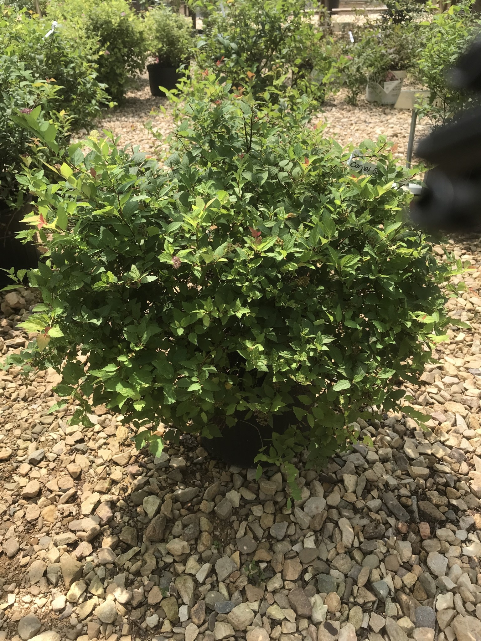 Magic Carpet Spirea