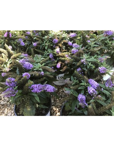 Proven Winner Pugster Amethyst Dwarf Butterfly Bush 3G