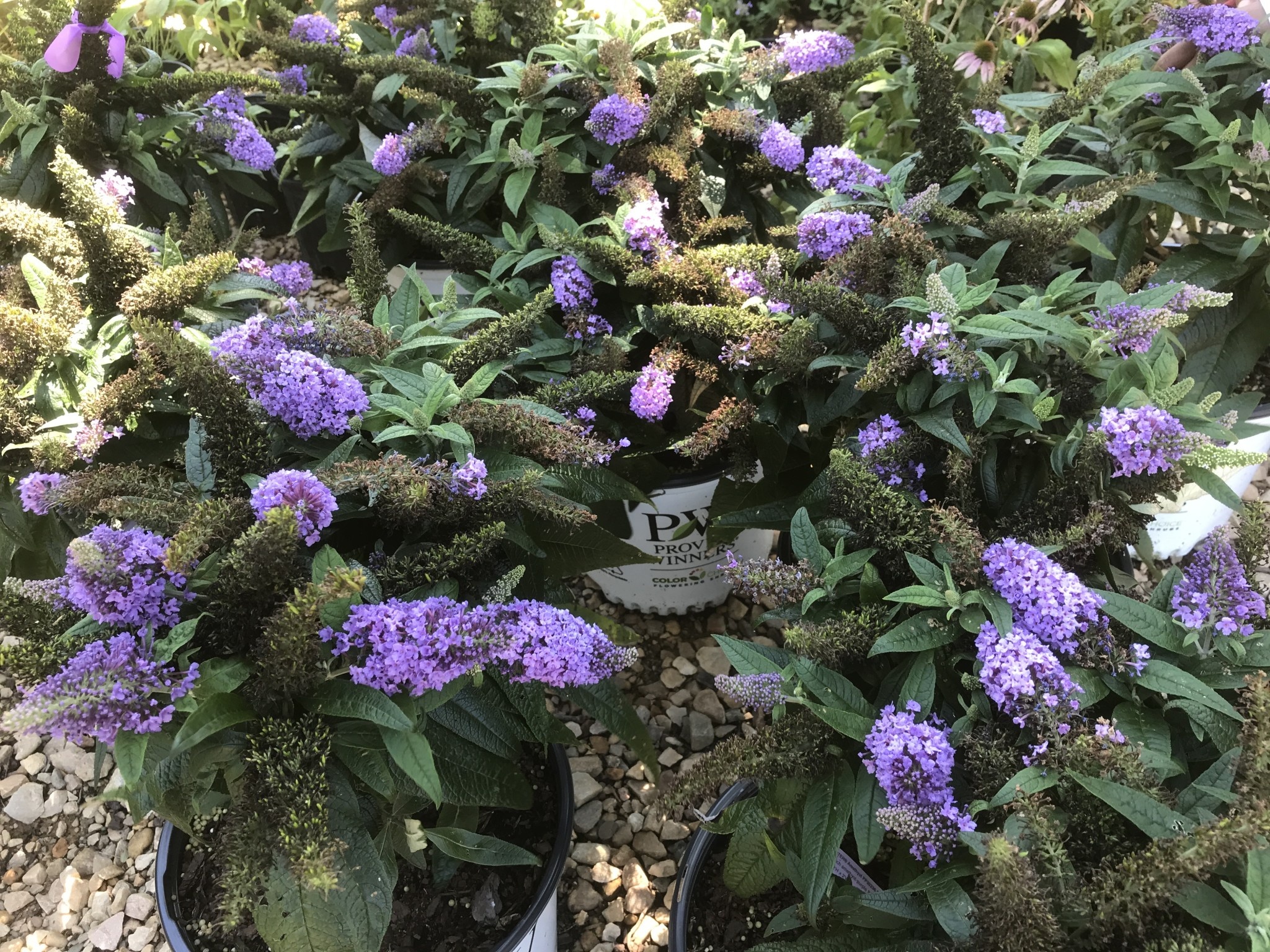 Proven Winner Pugster Amethyst Dwarf Butterfly Bush 3G