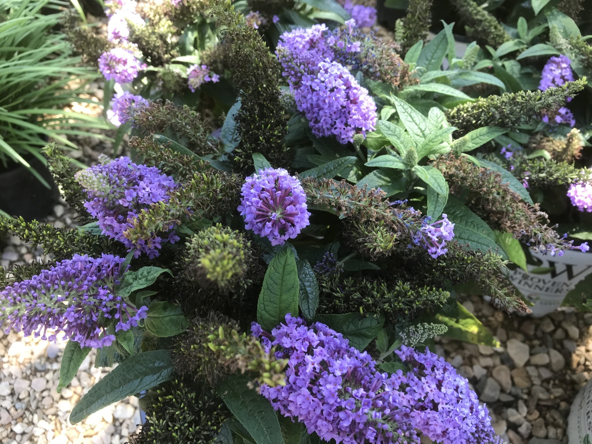 Proven Winner Pugster Amethyst Dwarf Butterfly Bush 3G