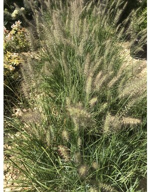 Cassian Dwarf Fountain Grass #1 -- Pennisetum alopecuroides 'Cassian'