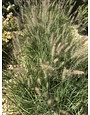 Fountain Grass, Pennisetum alopecuroides 'Cassian' Dwarf 1G