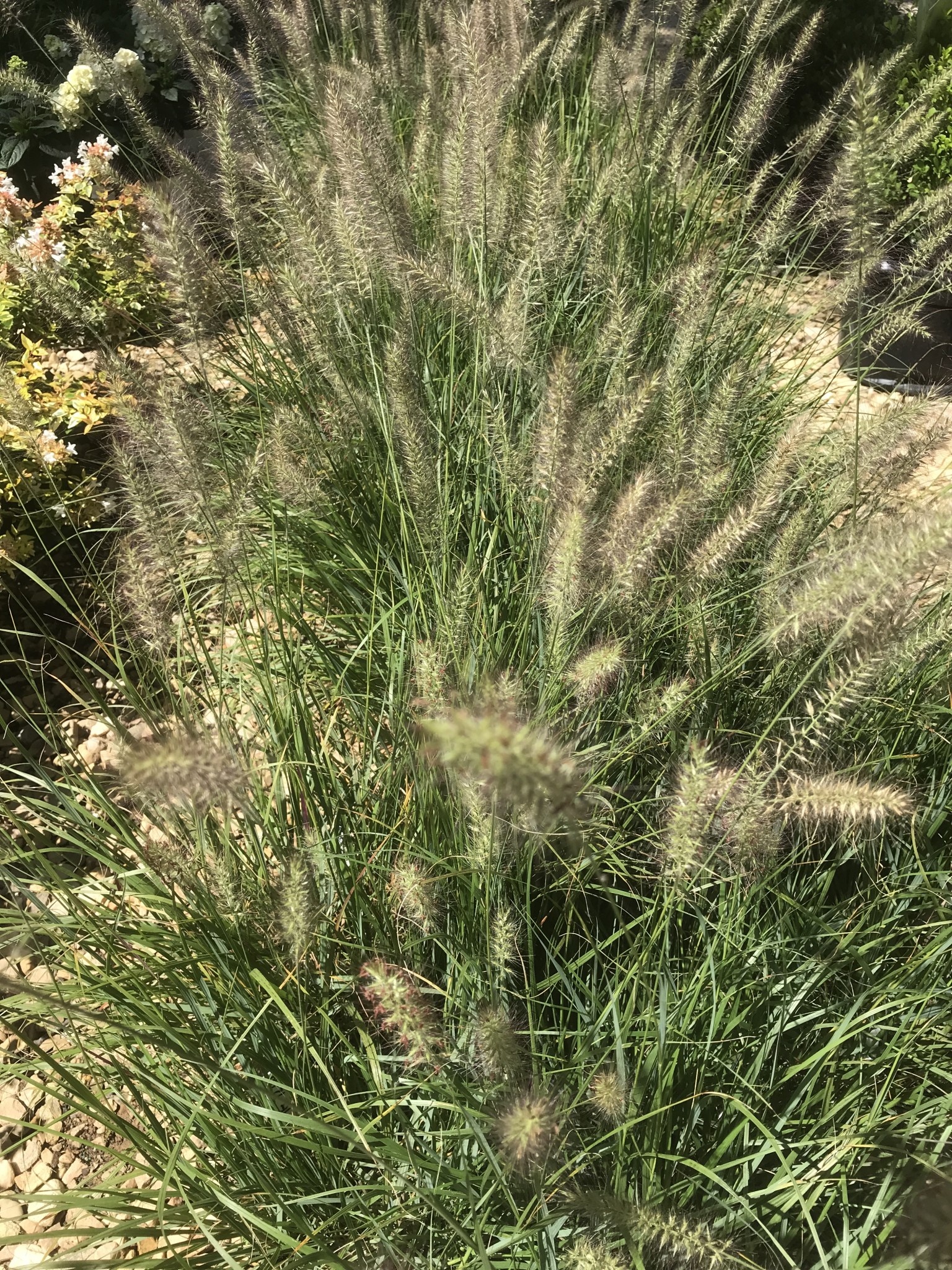Cassian Dwarf Fountain Grass #1 -- Pennisetum alopecuroides 'Cassian'