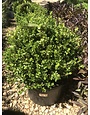 'Winter Gem' Boxwood