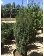Yew, Taxus x media 'Hicksii' 7G