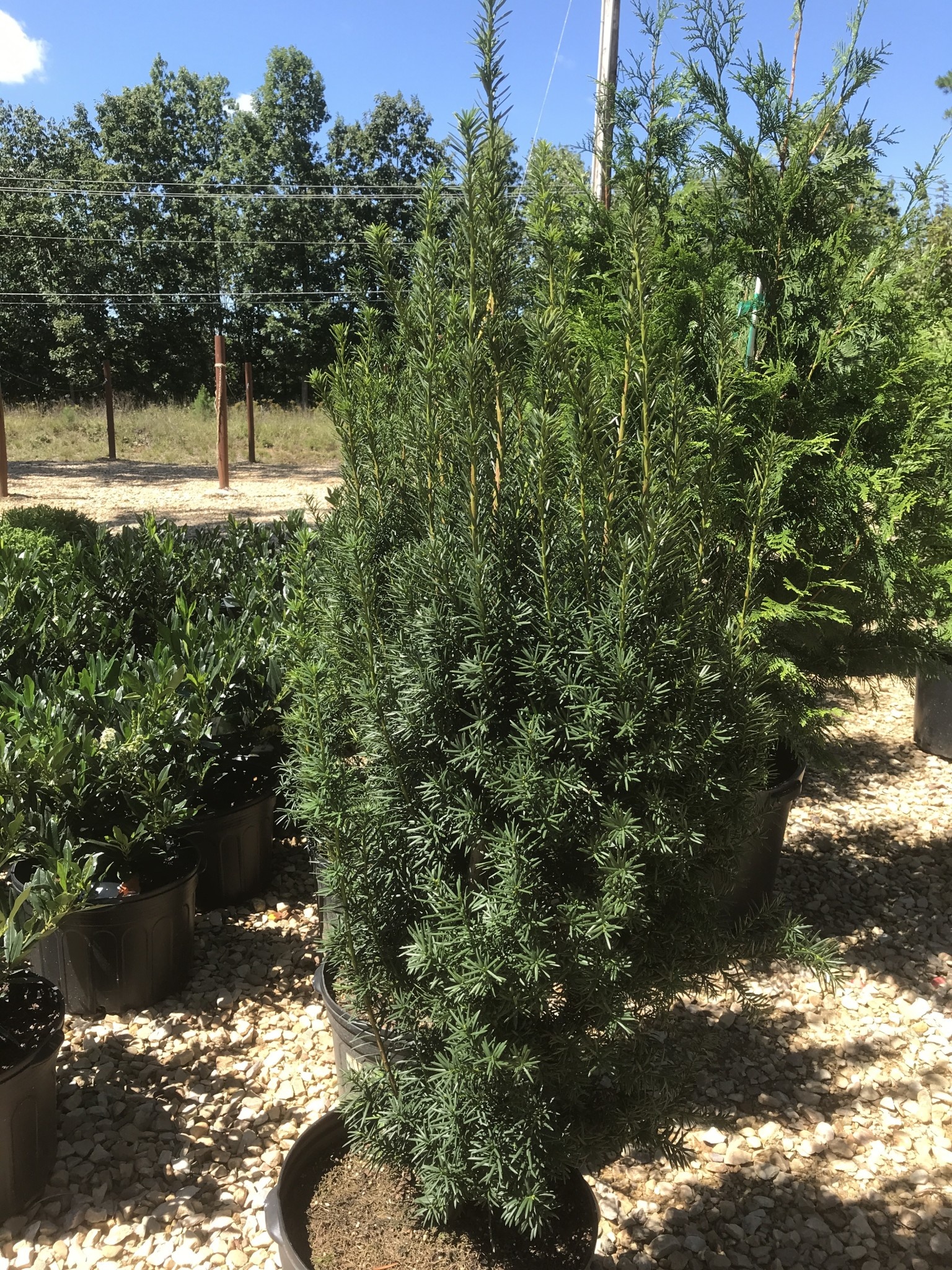 Yew, Taxus x media 'Hicksii' 7G