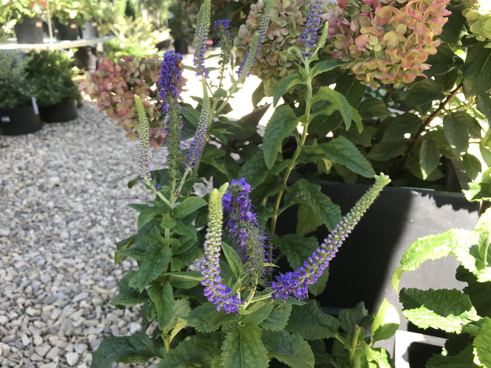 Speedwell, Sunny Border Blue Speedwell #1