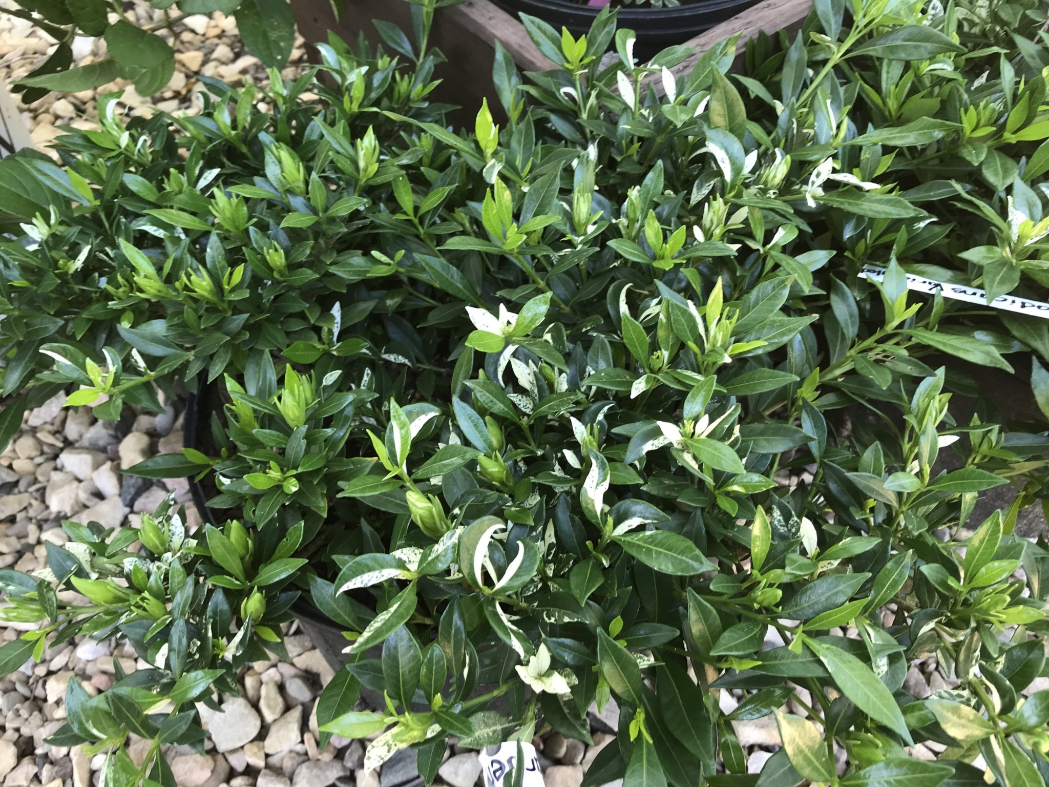 Gardenia, Radicans Variegated 3G