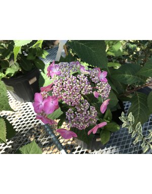Hydrangea, Hydrangea macrophylla 'PIIHM-I' Endless Summer® Twist-n-Shout® 3G
