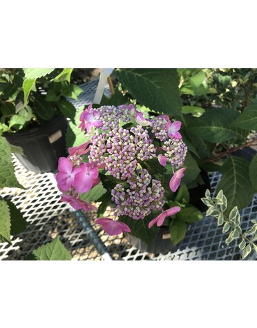 Hydrangea, Hydrangea macrophylla 'PIIHM-I' Endless Summer® Twist-n-Shout® 3G