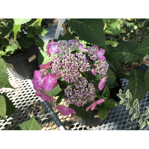 Hydrangea, Hydrangea macrophylla 'PIIHM-I' Endless SummerÂ® Twist-n-ShoutÂ® 3G
