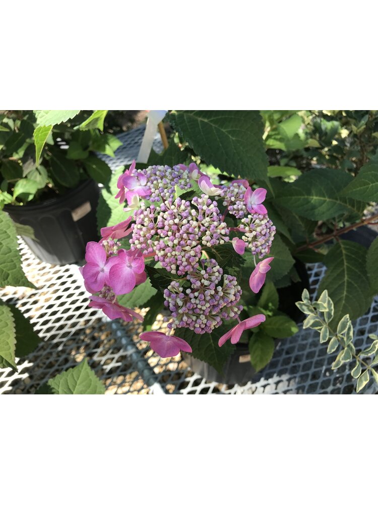 Hydrangea, Hydrangea macrophylla 'PIIHM-I' Endless Summer® Twist-n-Shout® 3G