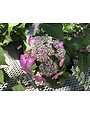 Twist-n-Shout Endless Summer Hydrangea #3 -- Hydrangea macrophylla 'PIIHM-I' PP#20176