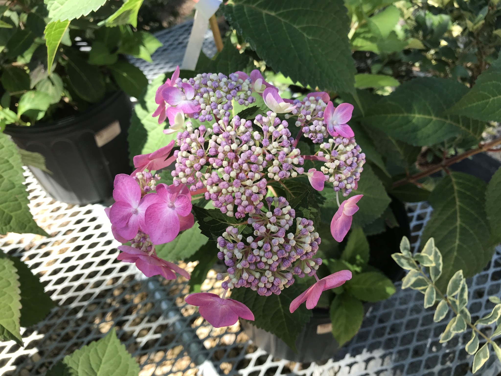 Hydrangea, Hydrangea macrophylla 'PIIHM-I' Endless Summer® Twist-n-Shout® 3G