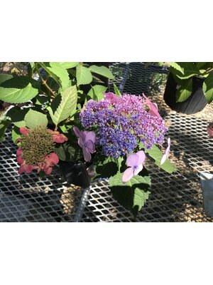 Hydrangea, Hydrangea macrophylla 'PIIHM-I' Endless Summer® Twist-n-Shout® 3G