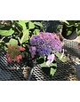 Twist-n-Shout Endless Summer Hydrangea #3 -- Hydrangea macrophylla 'PIIHM-I' PP#20176