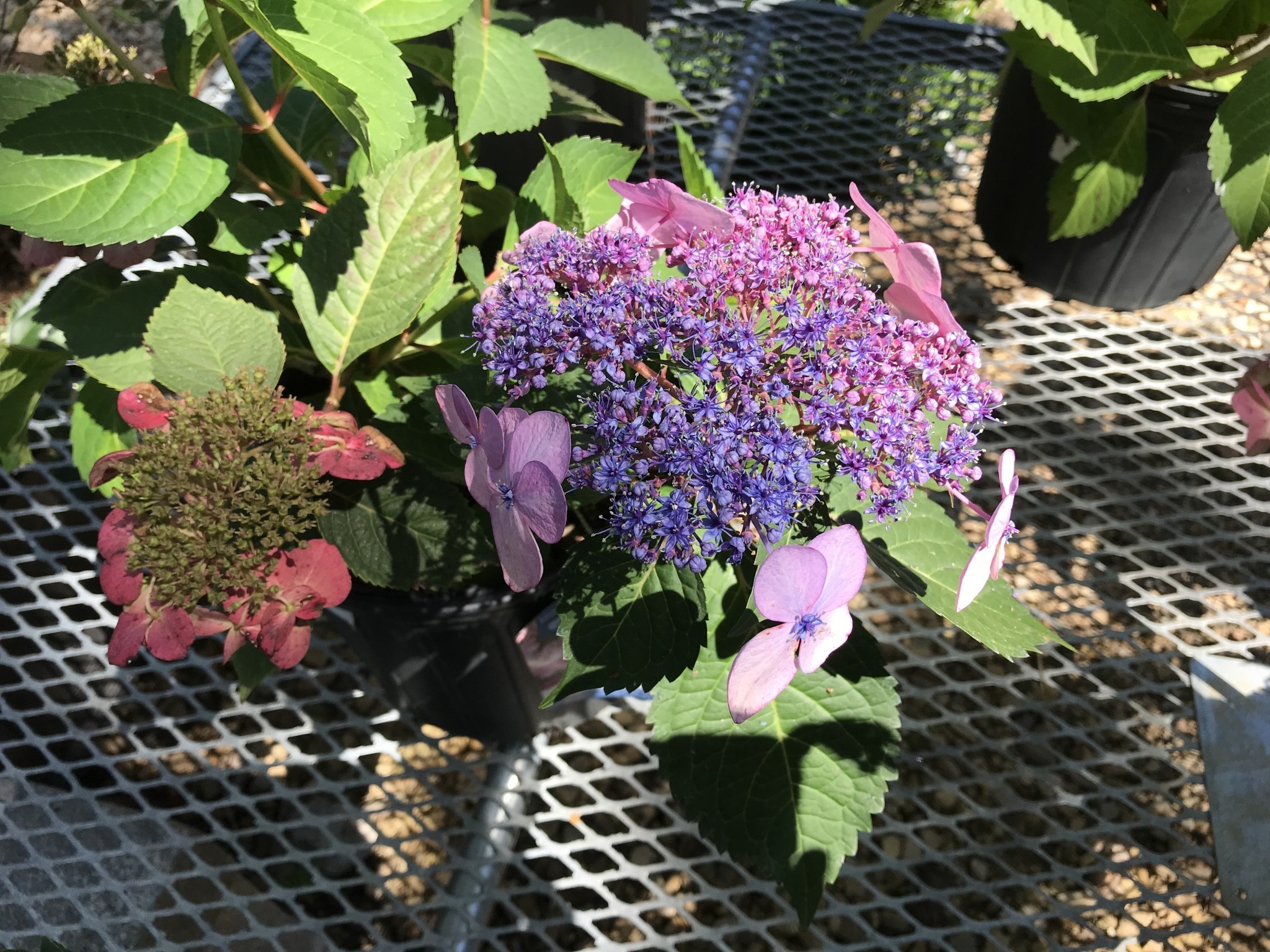 Twist-n-Shout Endless Summer Hydrangea #3 -- Hydrangea macrophylla 'PIIHM-I' PP#20176